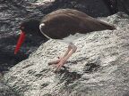 364 Oystercatcher.JPG (91 KB)